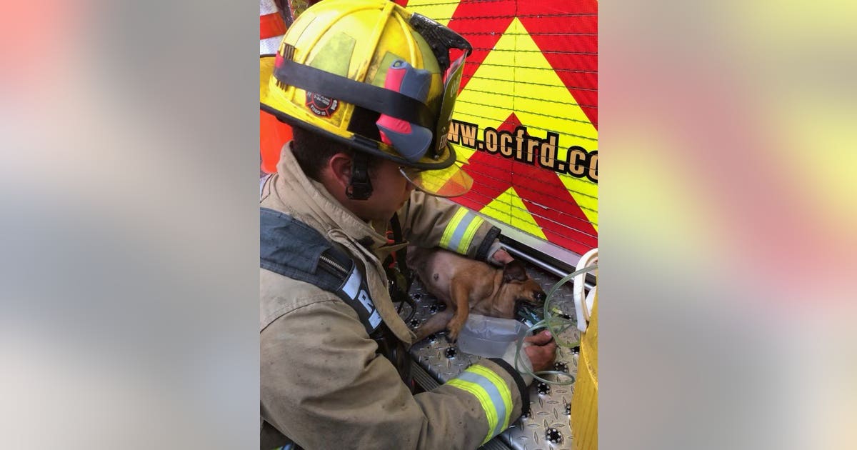 Firefighters rescue 7 dogs from Orange County house fire | FOX 35 Orlando