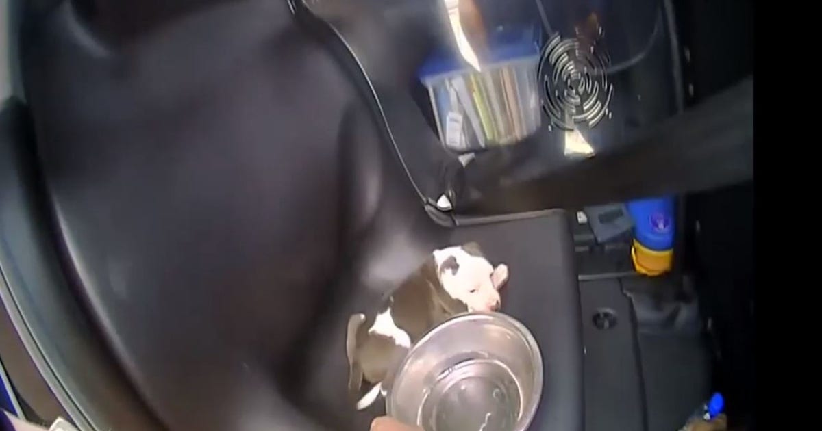 Man accused of leaving dog in hot car in Melbourne parking lot | FOX 35 ...