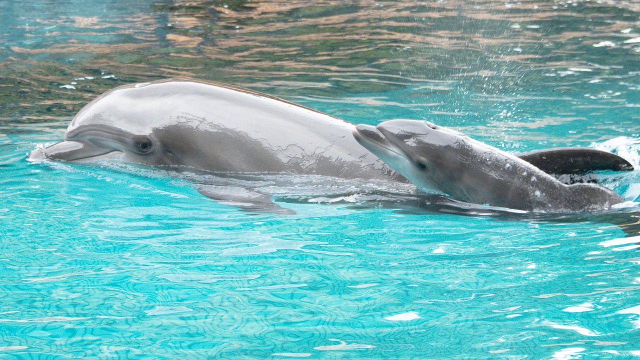 Baby dolphin named 'Moby' born at Discovery Cove in Orlando