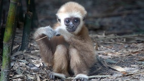 Florida zoo celebrates 1st birthday of baby gibbon with auction to name him