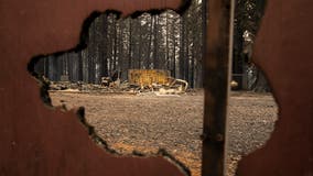 Newsom requests presidential disaster declaration for California wildfires