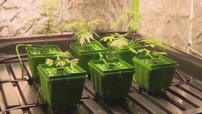 First 'cannabis college' in Central Florida opens