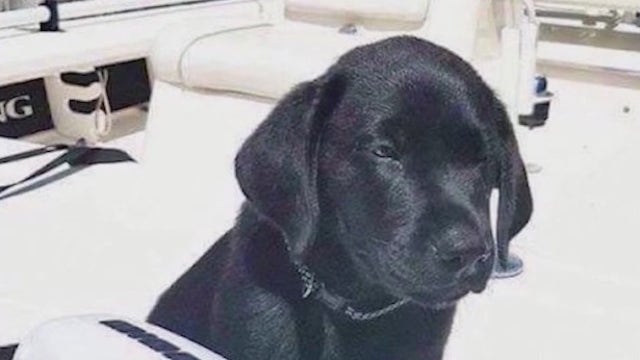 Man convicted of killing 'Ponce' the dog requests shorter probation