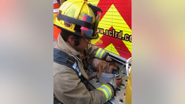 Seminole County fire stations receiving 20 pet oxygen masks