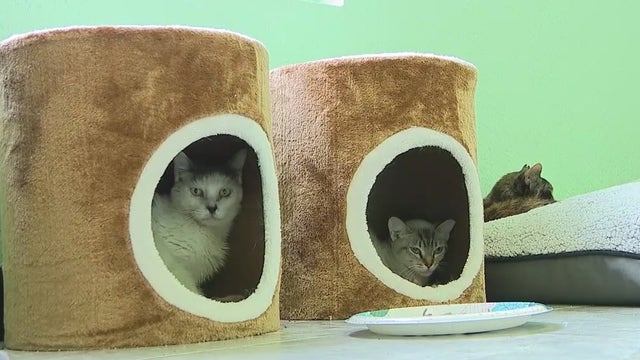 Florida cat rescue needs help paying vet bill to continue operations