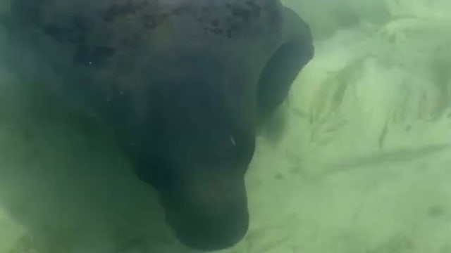 'Look at all of them!': Manatees swim up to Florida charter boat captain