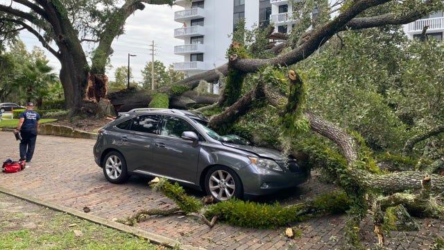 Orlando firefighters respond after large tree falls onto moving car