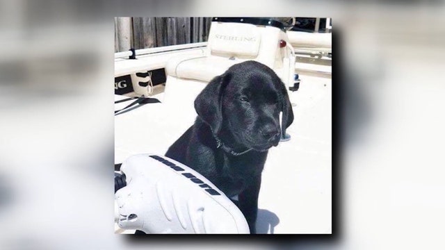 Man sentenced in brutal dog beating death wants shorter probation