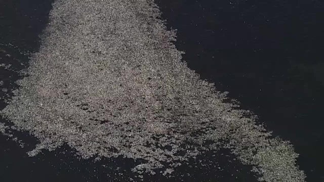 Scientists fear second red tide bloom may occur later this summer