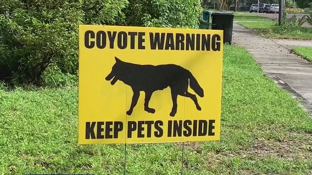 Coyote warning issued by Orlando residents