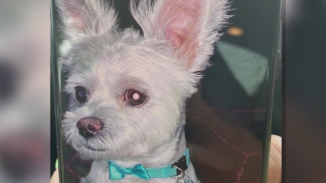 Dogs surrendered after smaller pup is mauled in Apopka