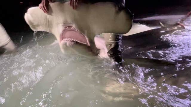 13-foot hammerhead caught off the coast of Florida panhandle