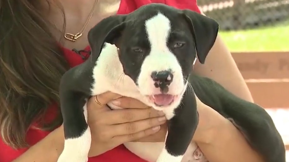 Paine Gillic ga sightseeing Pikken 10-week-old puppy found in hot car 'screaming in pain' now recovering