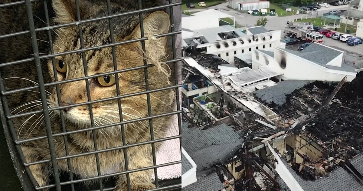 How to help the Pet Alliance of Greater Orlando after fire | FOX 35 Orlando