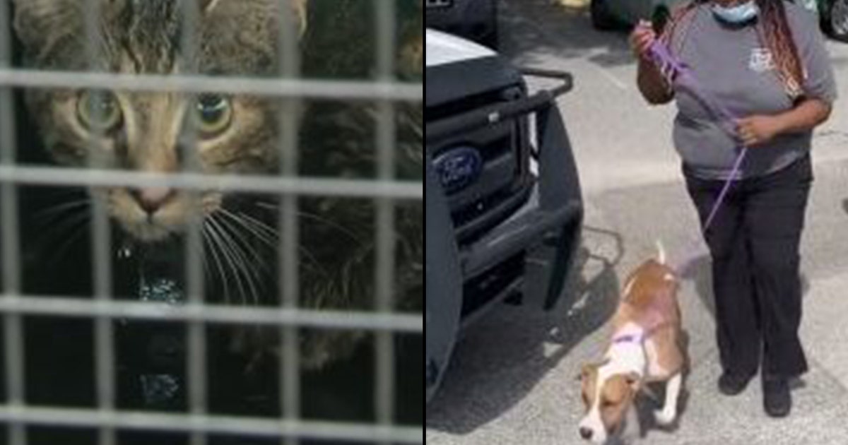 PHOTOS: Pets rescued after devastating Orlando shelter fire | FOX 35 ...