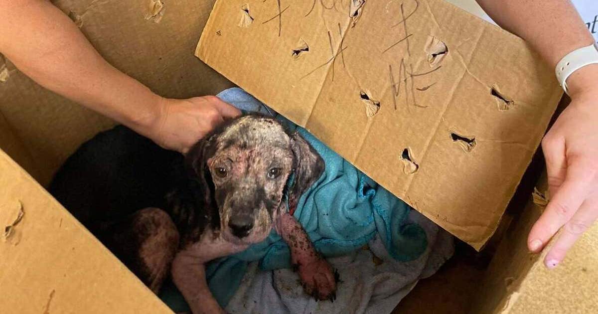 Shelter finds emaciated puppy in box with ‘Help Me’ written on side ...