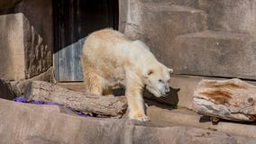 Milwaukee County Zoo polar bear dies at 36