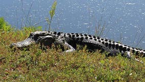 Alligator hunting hours in Florida could be expanded