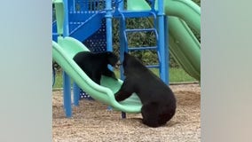 Mama bear and cub enjoy slides at North Carolina playground
