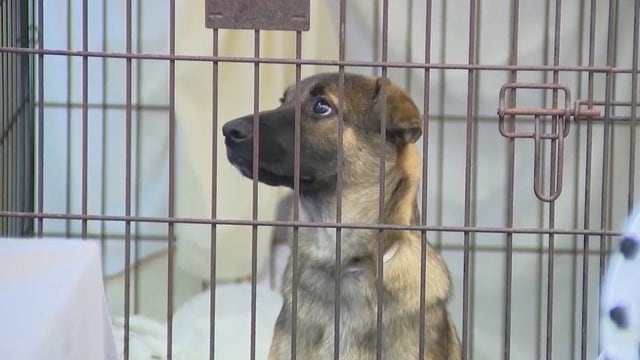 46 animals in 'deplorable' conditions seized from Flagler animal rescue