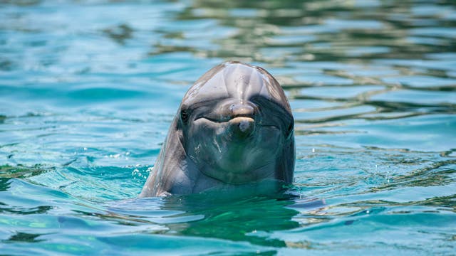 'He got it, dude!' Dolphin snatches Florida fisherman's catch