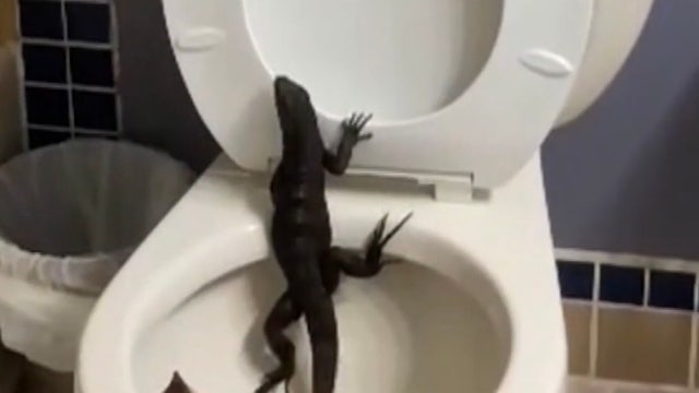 Florida woman finds iguana in toilet, tries to flush it