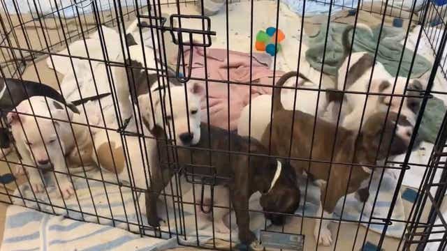 Sheriff: Florida rescue owner accused of neglecting animals, selling drugs