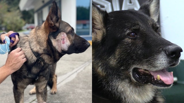 Florida K9s recovering after being shot while catching carjacking suspect