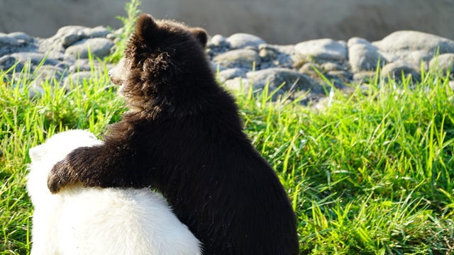 Orphaned grizzly bear becomes fast friends with polar bear cub at Detroit Zoo