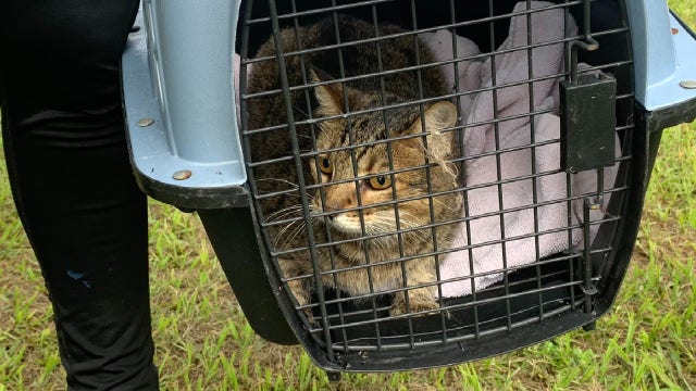26 dogs, 25 cats rescued from burning Orlando animal shelter