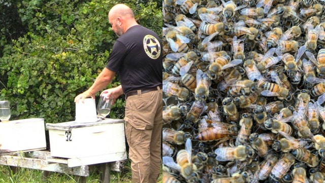 Beekeeping deputy rescues massive beehive after tree falls on Florida home