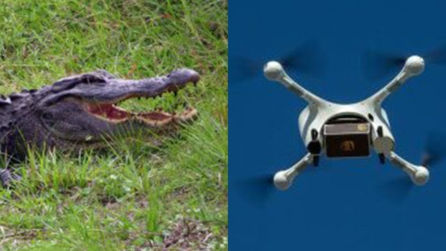 Alligator in Florida bites drone out of the air, gets mouthful of smoke