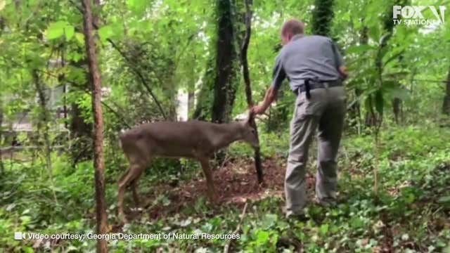 Georgia wildlife technician frees deer with antlers stuck on tree