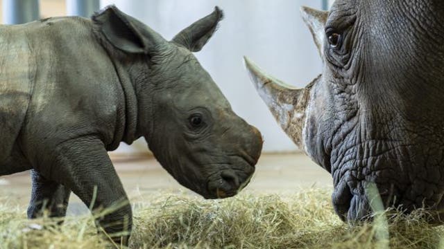 Adorable baby white rhino born at Disney's Animal Kingdom