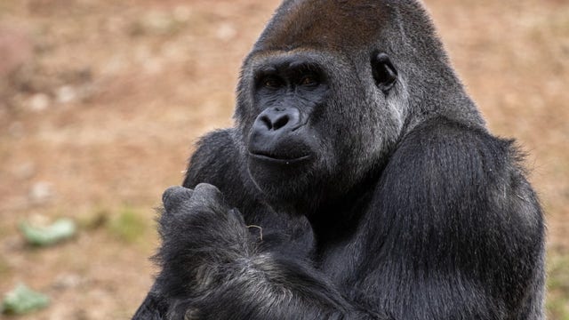 Nearly all gorillas at Atlanta’s zoo test positive for COVID