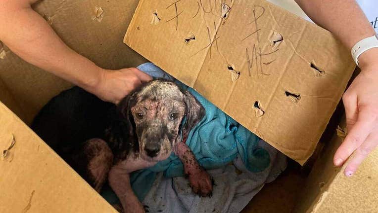 Shelter finds emaciated puppy in box with 'Help Me' written on side