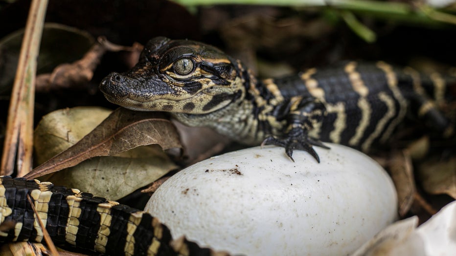 baby alligator