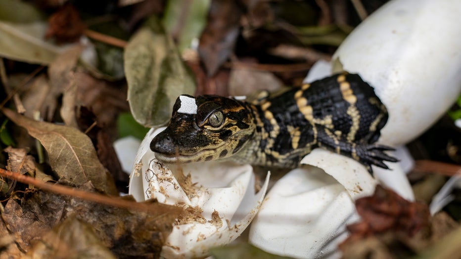 baby alligator