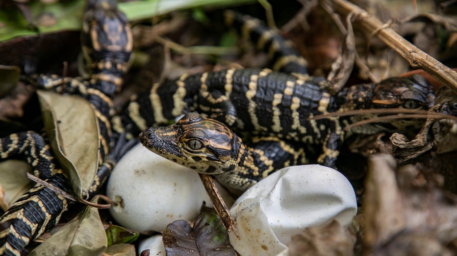 baby alligator