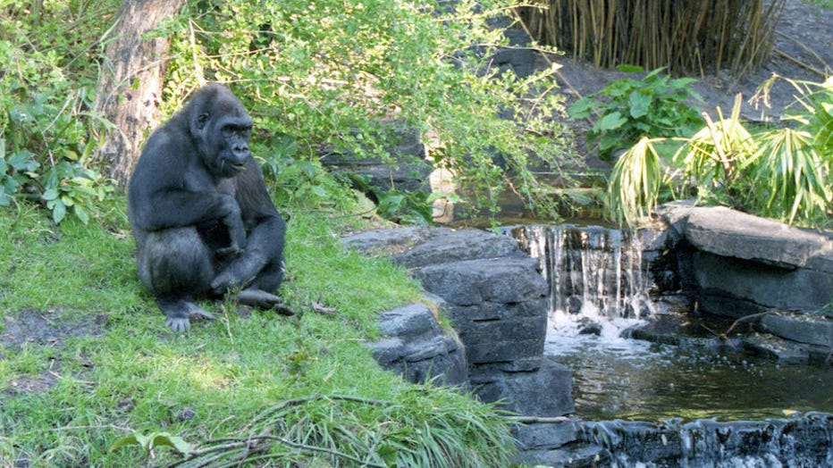 walt disney world animal kingdom Kilimanjaro Safaris