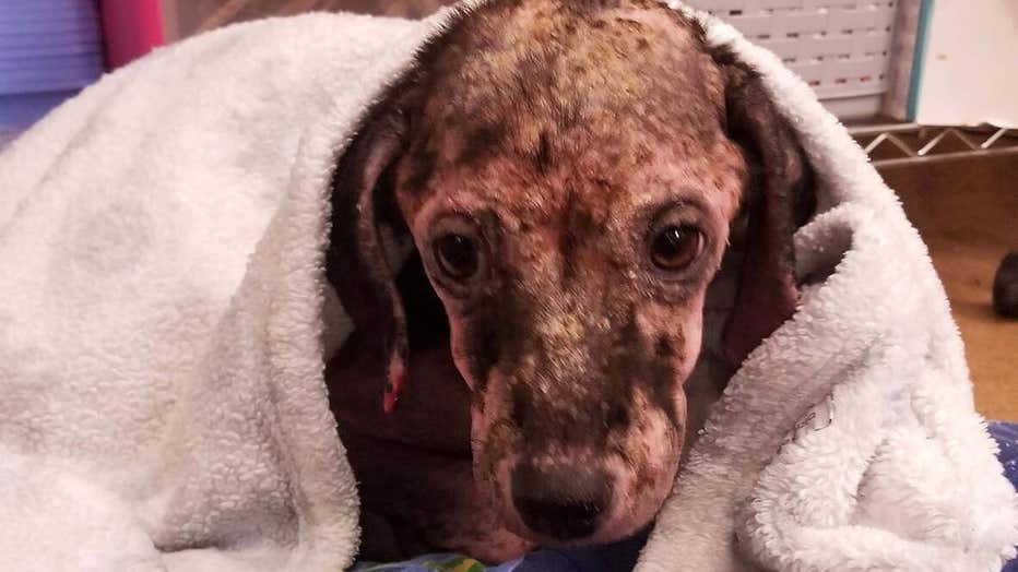 Shelter finds emaciated puppy in box with 'Help Me' written on side