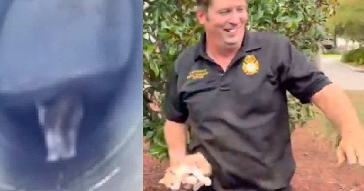 Meet Stormy: Florida firefighters rescue kitten from storm drain | FOX ...
