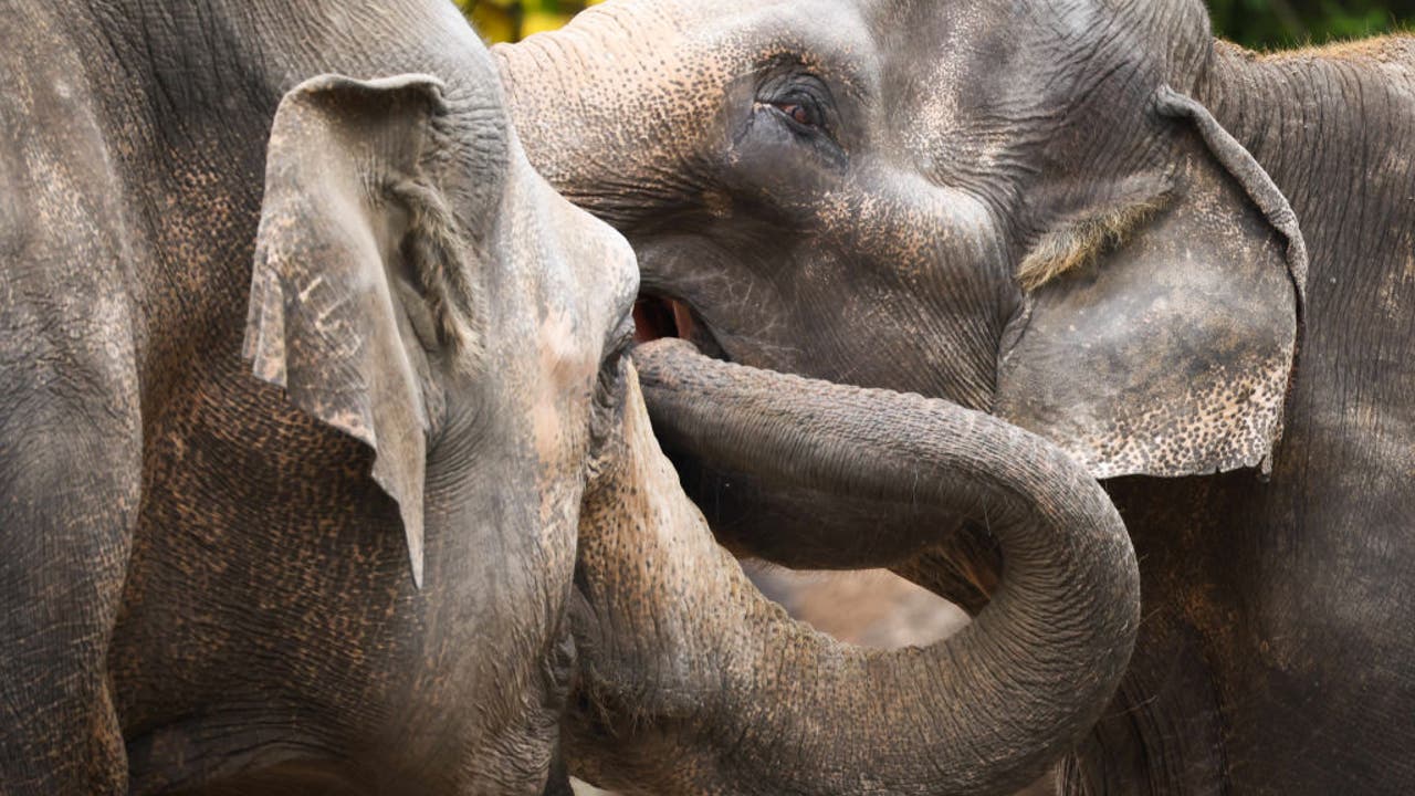 More elephants evolving to be tuskless after years of poaching, researchers say - Vimarsana News