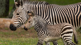 Baby zebra born at Disney World's Animal Kingdom Lodge