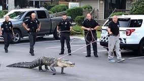 Viral photo shows police walking 9-foot alligator on leash: Here's why