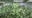 Florida recreational pot initiative nears 50,000 signatures