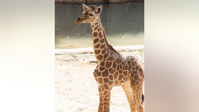 Dallas Zoo euthanizes 3-month-old giraffe after 'catastrophic injury'