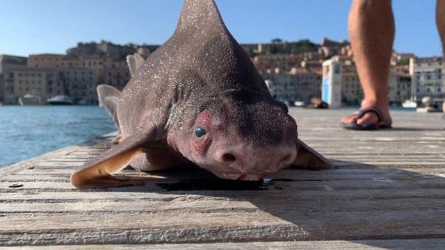 Italian naval officers puzzled after pulling 'pig-faced' shark from water