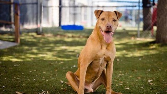 Orange County Animal Services wants to find home for Cano — shelter's longest resident