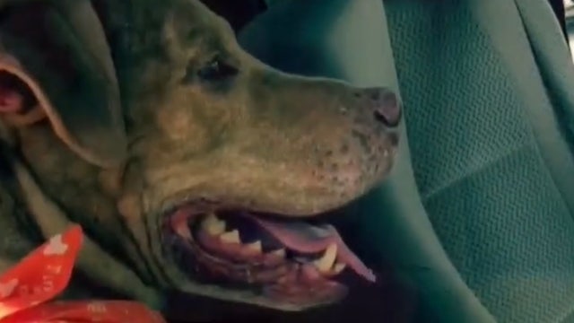 After 200 days, Orange County shelter's longest resident finds forever home